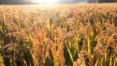 Atmosphere-+-rice-+-agricultural-technology-+-landscape-+-publicity-film Stock Footage