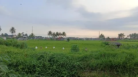 The atmosphere of the rice fields in the afternoon Stock Photos