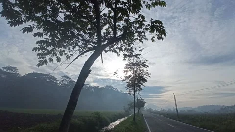 The atmosphere of rice fields and rivers in the morning. Stock Footage 165378350