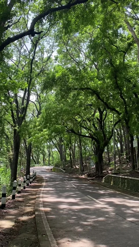 Atmosphere of a road in the middle of the forest during the day Stock Footage 295013224