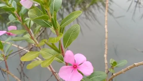 The atmosphere of the small river is filled with pink periwinkle flowers. Stock Footage 328521047