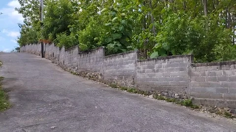 The atmosphere of teak forest trees on the side of the road Stock Footage 219196384