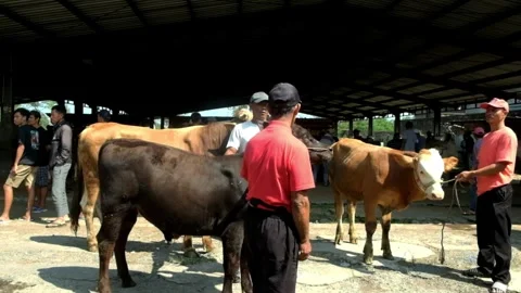 The atmosphere of a traditional animal market in Java, Indonesia Stock Footage 274399132