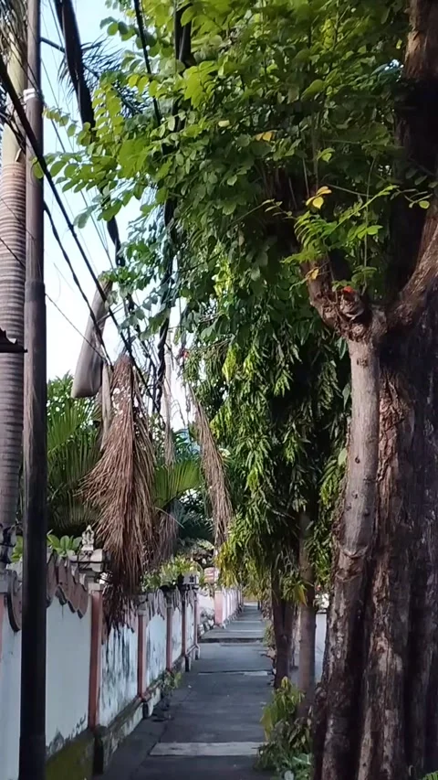 The atmosphere of the trees on the side of the road is very beautiful Stock Footage 226728000