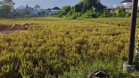 The atmosphere of the view of the rice fields on the white starlings Stock Footage 225201228