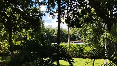 The atmosphere of the view of the trees with bright cloud decorations Stock Footage 223843982