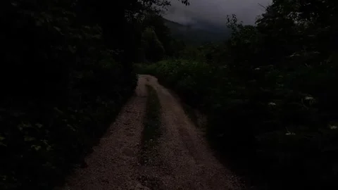 The atmosphere of walking in the forest Stock Footage 316941945