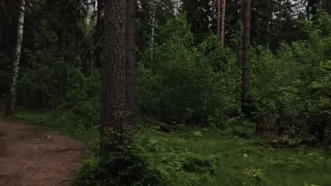 The atmosphere of walking in the forest Stock Footage 316941984