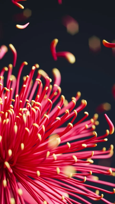 Atmospheric 3D loop of chrysanthemums with gentle floating petals. Stock Footage 336448554