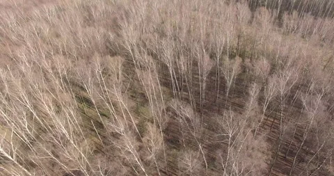 Atmospheric Aerial Bitsa Park paning from trees to cityview moscow Stock Footage 159207343