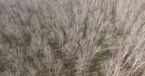Atmospheric Aerial Bitsa Park paning from trees to cityview moscow Stock Footage 159208452