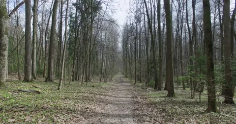 Atmospheric Aerial flying through Bitsa park moscow along path lined with trees Stock Footage 159200223