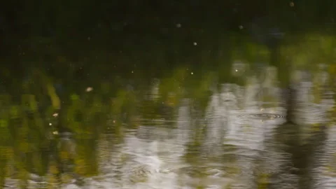 Atmospheric background shot of glowing dust particles, and insects drifting Video stock 337024036