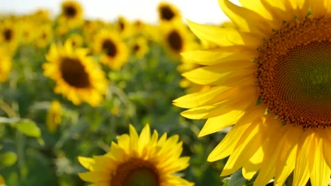 Atmospheric background at sunset panora Stock Footage 162318484