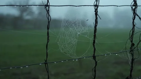 Atmospheric close-up of a spiderweb with dew drops on a barbed wire fence on a Stock Footage 321705394