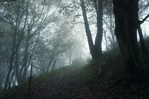 An atmospheric edit of a path through a spooky forest on a foggy autumn day. Stock Photos