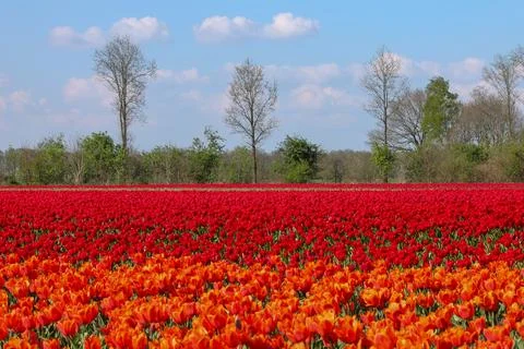Atmospheric field of vibrant red and orange tulips with trees in background Stock Photos