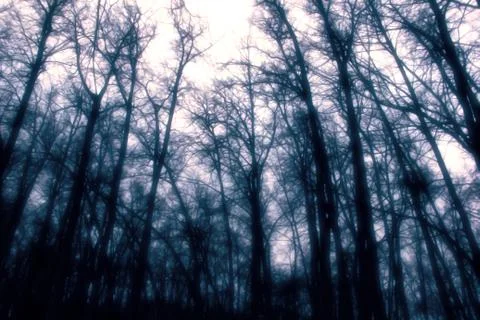 Atmospheric Foggy Mistery Forest Shadows Light Backdrop Stock Photos