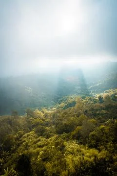 Atmospheric Forest Landscape With Light Rays and Fog Stock Photos