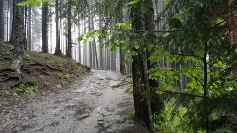 Atmospheric forest path into Tatra mountains Vídeos de archivo 329059097