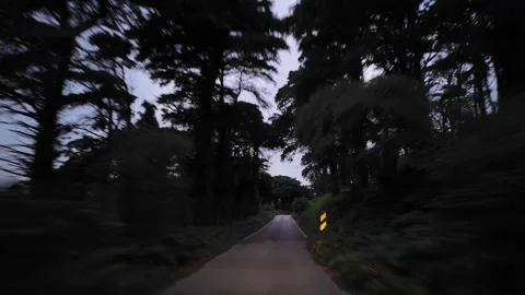 Atmospheric Forest Road Drive from Windshield View Stock Footage 334945931