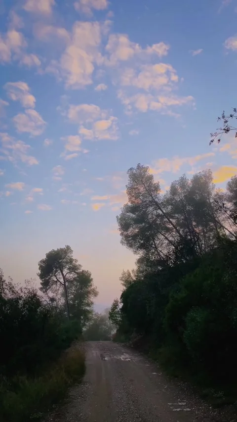 Atmospheric forest walk with a post-rain haze sunset in the mountains Stock Footage 344951356