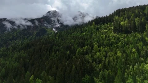 Atmospheric Mountain Forest Covered in Low Clouds and Fog Stock Footage 342579941