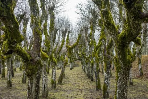 Atmospheric path lined with moss-covered trees in Katvari, Latvia. Eerie and 스톡 사진