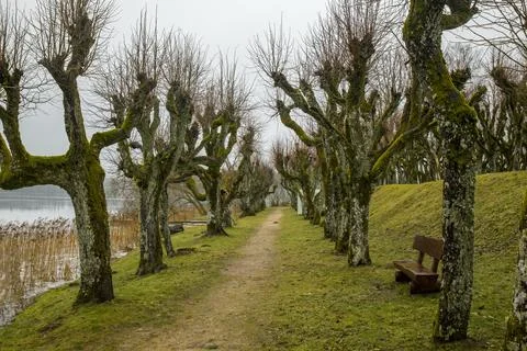 Atmospheric path lined with moss-covered trees in Katvari, Latvia. Eerie and Stock Photos