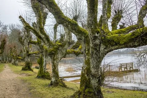 Atmospheric path lined with moss-covered trees in Katvari, Latvia. Eerie and Stock Photos