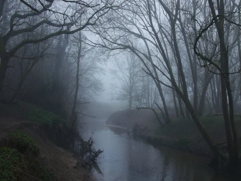 Atmospheric river flowing through forest in the mist 스톡 동영상 77806518