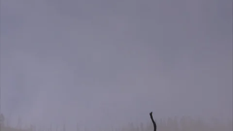 Atmospheric Shot of Dead Pine Tree Enshrouded by Fog Stock Footage 86755489
