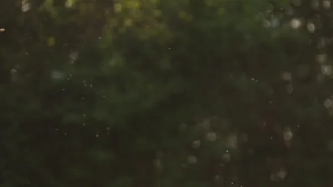 Atmospheric shot of glowing dust particles, pollen, or tiny insects drifting Vidéo 337023529