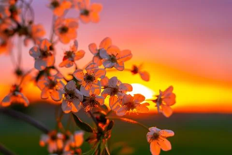 Atmospheric spring background. Evening sun rays illuminate cherry blossoms .. Photos