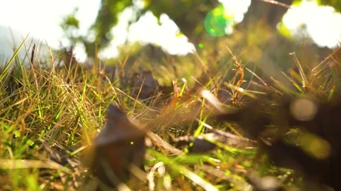Atmospheric Spring Nature Scene with Plants and Soft Diffused Natural Light Stock Footage 341870690