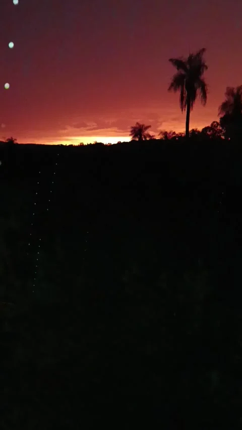 Atmospheric sunset landscape with palm tree silhouette and magical light bokeh. Stock Footage 323574142