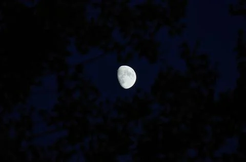 Atmospheric View of Moon Through Tree Branches During Deep Blue Twilight Stock Photos
