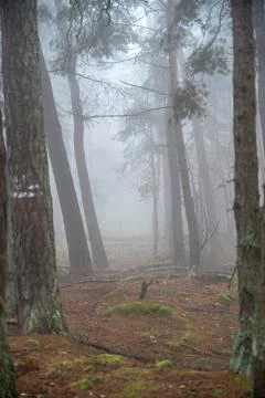 An atmospheric view of a tranquil pine forest in Albisheim, Germany, shrouded Stock Photos
