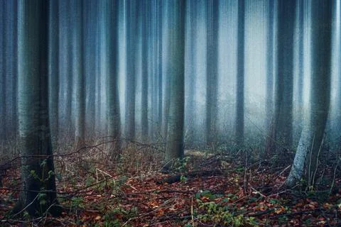 An atmospheric woodland of trees in a forest on a spooky, foggy autumn day, Stock Illustration