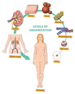 Atom to human organism Stock Illustration