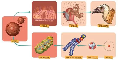 Atom to organism Stock Illustration