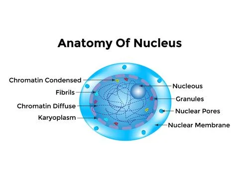 Atom Scientific poster with atomic structure nucleus of protons and neutrons. Illustrazione stock