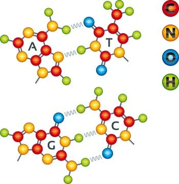 Atomic structure of DNA molecules in bright colors. Stock Illustration