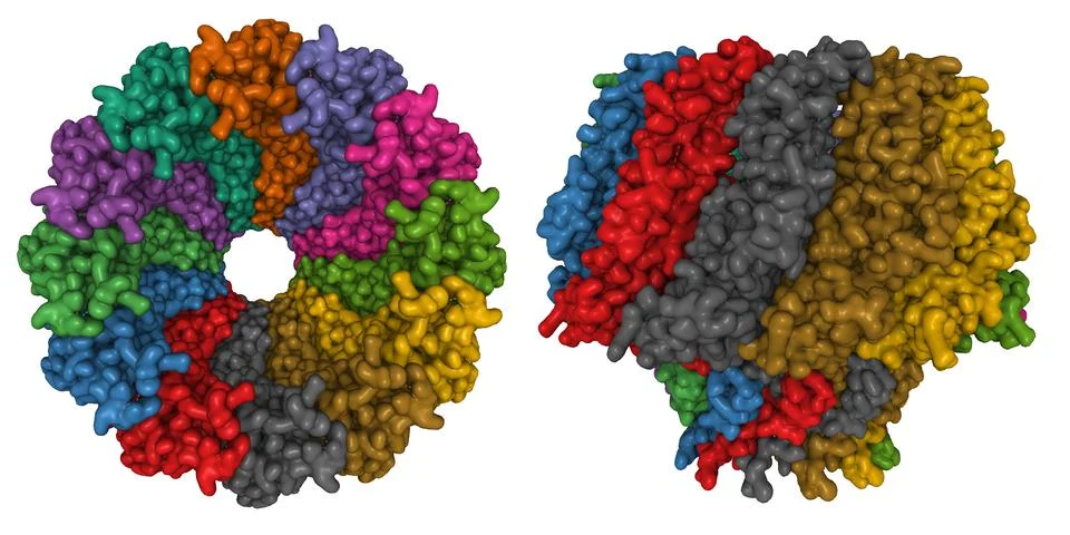 Atomic structure of the Epstein-Barr portal, structure I イラスト素材