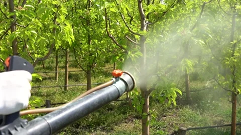 Atomizing Spray Nozzle Spraying Orchard in Springtime Video stock 142335616