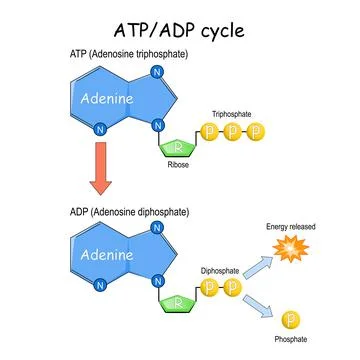 ATP ADP cycle 스톡 일러스트