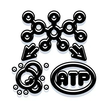 Atp molecule generating cellular energy production process Stock Illustration