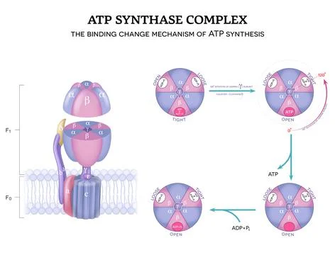ATP synthase complex and mechanism of ATP synthase Stock Illustration
