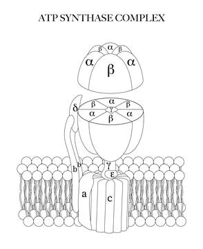 ATP synthase complex black and white Stock Illustration