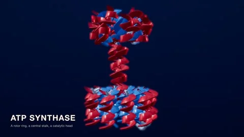 Atp synthase protein structure red blue medical technology loop Видео 343737518